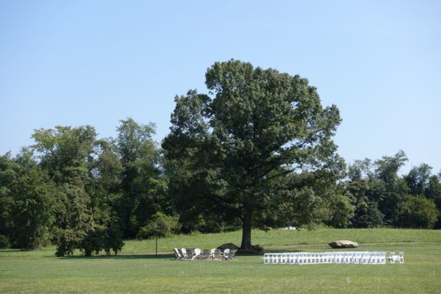 The Tree Where We Got Married!