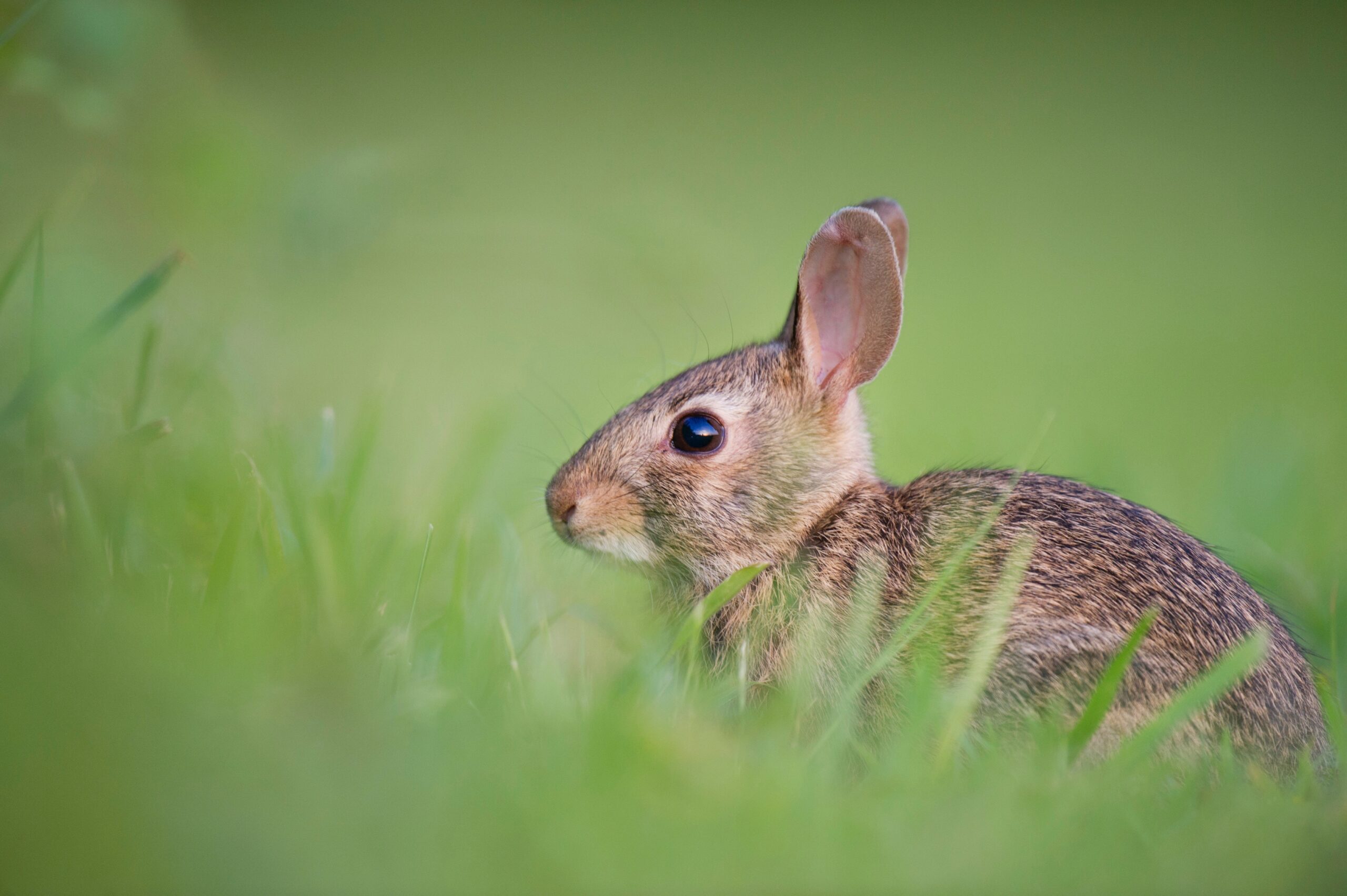 rabbit hole